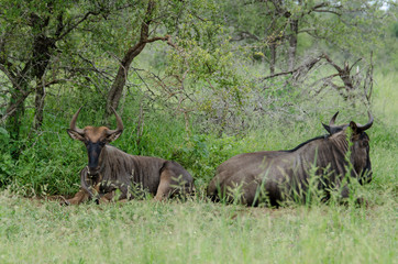 Gnou à queue noire, Connochaetes taurinus, Parc national Kruger, Afrique du Sud
