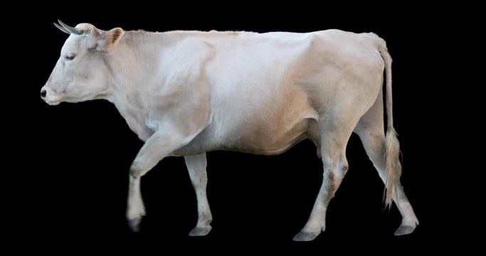 White cow walking realistic animation. Isolated animal video including alpha channel allows to add background in post-production. Element for visual effects.