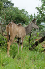 Grand koudou, Tragelaphus strepsiceros, femelle, Parc national Kruger, Afrique du Sud