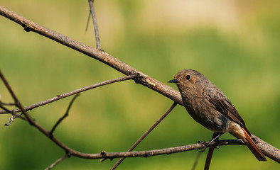 
bird on a branch