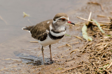 Gravelot à triple collier,.Charadrius tricollaris, Three banded Plover