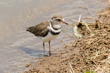 Gravelot à triple collier,.Charadrius tricollaris, Three banded Plover