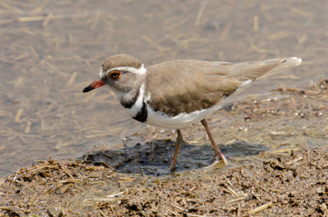 Obraz premium Gravelot à triple collier,.Charadrius tricollaris, Three banded Plover