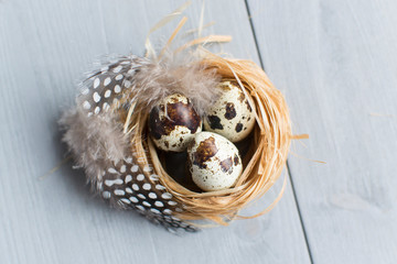 Naklejka na ściany i meble Easter eggs. Easter holiday. Quail eggs in a nest with bird feathers. Tender photo on a gray wooden background. Fresh farm products.