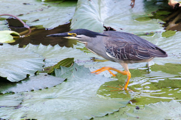 Héron strié,.Butorides striata, Striated Heron