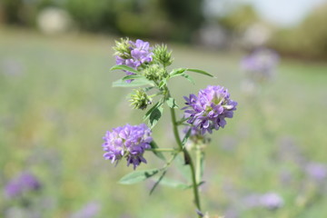 Obraz premium Medicago sativa, alfalfa, lucerne in bloom - close up. Alfalfa is the most cultivated forage legume in the world and has been used as an herbal medicine since ancient times.