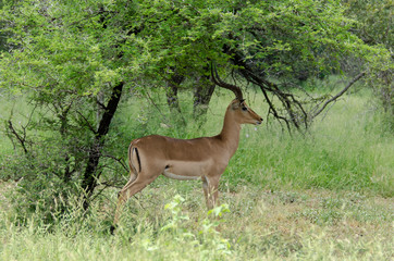 Impala, male, Aepyceros melampus