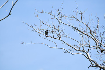 tree branches, forest, withered branches, branches, existing branches background
, branches on a background of water, background, bird on a dry tree