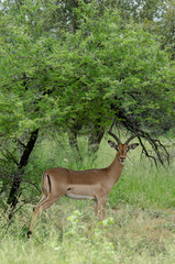 Impala, male, Aepyceros melampus