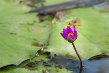 closeup dragonfly on beautiful water lily bloom in pond, nature background, lotus.