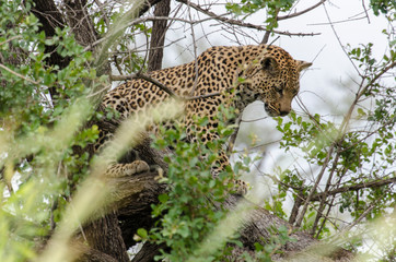 Léopard, Panthère, Panthera pardus, Afrique du Sud