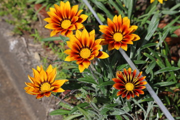 ガザニアのオレンジの花