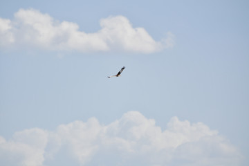 bird in the sky, open sky, bird on flight, falcon, golden eagle, sky