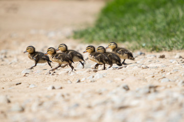 Six duckling hands running.
