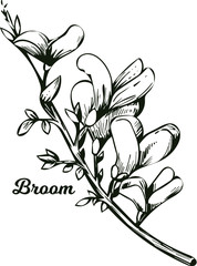 Broom flower, dyers greenwood, weed and whin, furze, green broom, greenweed, wood waxen vector illustration of blooming flowers. Genista tinctoria, lupine lupin gorse and laburnum monochrome - obrazy, fototapety, plakaty