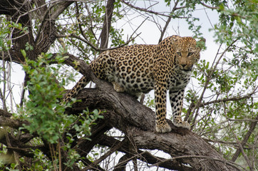 Léopard, Panthère, Panthera pardus, Afrique du Sud