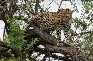 Fototapeta premium Léopard, Panthère, Panthera pardus, Afrique du Sud