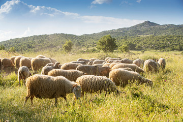 Sheeps on green grass and evening sky with light