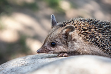 image of wild young hedgehog 