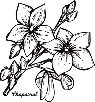 Chaparral creosote bush, gobernadora, larreastat vector illustration. Larrea tridentata creosote bush, greasewood plant. Medicinal herb, yellow flowers and green leaves, medical cosmetic blooming