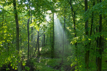 Dawn in the deciduous forest. The sun's rays break through the morning mist.