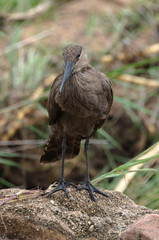 Ombrette africaine,.Scopus umbretta, Hamerkop
