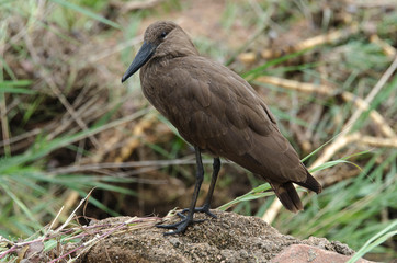 Ombrette africaine,.Scopus umbretta, Hamerkop