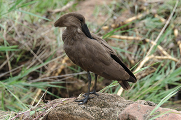 Ombrette africaine,.Scopus umbretta, Hamerkop