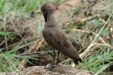 Ombrette africaine,.Scopus umbretta, Hamerkop