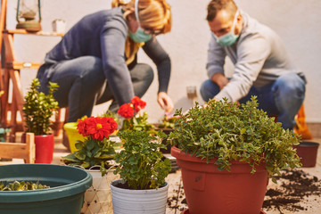 Two professional gardeners take care of plant wearing mask. Gardening concept.