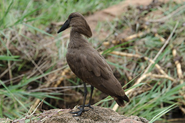 Ombrette africaine,.Scopus umbretta, Hamerkop