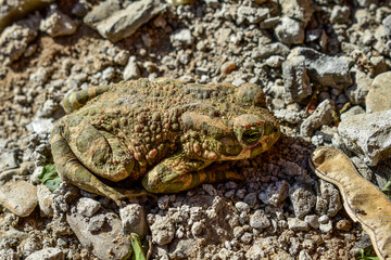 The common frog (Rana temporaria), also known as the European common frog, European common brown frog, or European grass frog sitting on a stone.