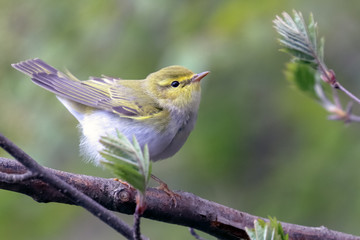 blue tit perched on a branch