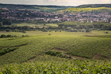 a view on Epernay, champagne region, from the vineyards