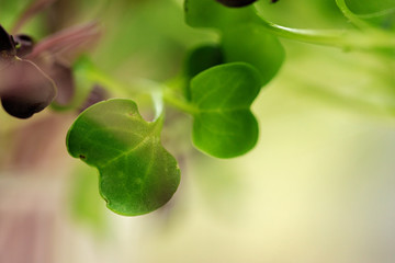 Young green sprout of micro green on blurred background