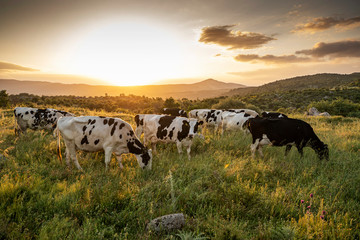 Cows on green grass and evening sky with light