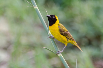 Tisserin intermédiaire,.Ploceus intermedius, Lesser Masked Weaver