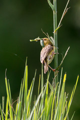 Tisserin safran, femelle,.Ploceus xanthops, Holub's Golden Weaver