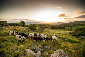 Cows on green grass and evening sky with light
