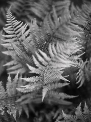 Blank and white image of fern petals photo art, fern pattern macro good for print decoration.