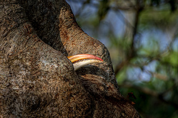 Peekaboo ... This image of Great Indian Hornbill is taken at Kaziranga National Park in Assam , India.