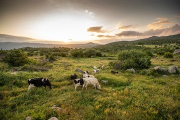 Fototapeta premium Cows on green grass and evening sky with light