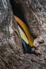 Peekaboo ... This image of Great Indian Hornbill is taken at Kaziranga National Park in Assam , India. © Nilesh