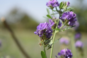 Fototapeta premium Medicago sativa, alfalfa, lucerne in bloom - close up. Alfalfa is the most cultivated forage legume in the world and has been used as an herbal medicine since ancient times.