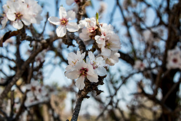 flor de almendro