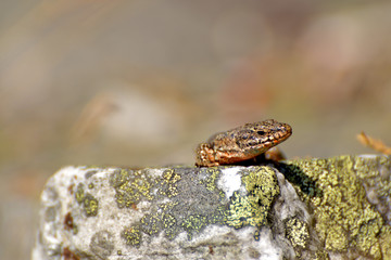 Bergeidechse im Nationalpark Hunsrück-Hochwald