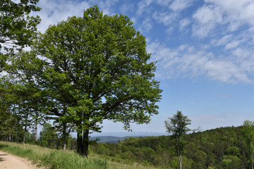 Fototapeta na wymiar Große, alte Eiche vor blauem Himmel mit Schäfchenwolken vor Hügellandschaft im Frühsommer