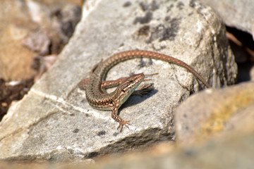 Bergeidechse im Nationalpark Hunsrück-Hochwald