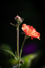 close up of a single orange Geum flower and flower bud