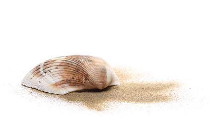 Sand pile with seashell isolated on white background